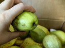 京鲜生白心芭乐番石榴净重3斤 单果150g起 脆果 水果源头直发包邮 实拍图