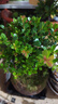 开时果 小叶赤楠盆景摆件 办公室桌面绿植花卉好养盆栽植物源头直发包邮 【推荐款】舍得紫砂盆+苔藓+底座 实拍图