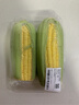 【炖煮季】黄粒甜玉米约800g 实拍图