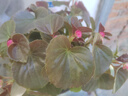 芷郁开花素花卉促花营养液开花粉月季三角梅催花肥料爆花通用叶面肥 实拍图