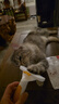 憨憨乐园宠物狗狗猫咪梳子打薄梳去狗猫毛除毛器脱毛刮梳毛刷去浮毛神器大 实拍图