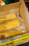 十月稻田 黄糯玉米 3.52斤(220g*8根) 25年新玉米 低脂粗粮 早餐 联名款 实拍图