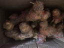 潮汕红皮老南姜精选大块老姜去膻提味炒菜炖肉卤味调料生鲜蔬菜 2斤 实拍图