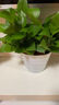 双盟绿萝盆栽除甲醛花卉绿植办公室新房净化空气180加仑2盆装源头直发 实拍图