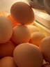 京喜加土鸡蛋 新鲜鸡蛋山林自养 生鲜溏心蛋 卤蛋早餐京东买菜40g正负5g 10枚装总重400g+ 实拍图