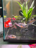 【9成新】当贝智能生态鱼缸1Ultra 一体缸自循环双过滤AI托养懒人家用桌面鱼缸 实拍图