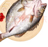 仙泉湖三去白蕉海鲈鱼1斤/条净膛冷冻刺少肉厚珠海特产500g生鲜食材 实拍图
