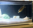 森森 超白玻璃小鱼缸HWK-600P裸缸款水草缸金鱼缸小型水族箱水草缸  实拍图