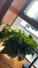 双盟绿萝盆栽除甲醛花卉绿植办公室新房净化空气180加仑2盆装源头直发 实拍图