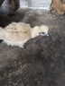 一斤左右现货白凤乌鸡活的正宗泰和乌鸡苗白毛鸡乌骨鸡脱温苗现货 1斤左右白凤乌鸡【4母2公】 实拍图