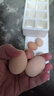 舌尖攻略蛋墩墩农家散养鸡蛋谷饲鲜鸡蛋农家鸡蛋早餐食材蛋白单枚40g±5g 谷饲鲜鸡蛋 8枚 实拍图