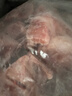 龙大肉食 黑猪多肉大骨块净重4斤 ＞45%带肉率 猪骨头新鲜食材黑猪肉生鲜  实拍图
