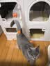 蔻丝猫笼子带厕所一体适合大猫家用室内三层超大自由空间猫别墅猫柜 实拍图