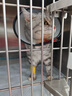 MISO特别的餐桌猫咪主食罐头 猫零食 成猫幼猫主食罐头 猫肉罐头 鸡肉&牛肉&鹌鹑口味30g*6罐 实拍图