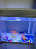 森森桌面鱼缸生态玻璃小型懒人免换水家用缸鱼缸一体缸自循环 【升级超白玻璃】300标配（带滤材滤棉） 实拍图