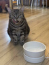 憨憨乐园猫咪加热宠物陶瓷碗恒温饮水碗狗狗食盆冬季保温猫狗用品700ml 实拍图