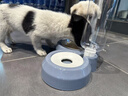 甜浪海猫碗双碗自动喂食器不锈钢狗盆幼猫吃饭喝水防打翻饮水机宠物食盆 实拍图