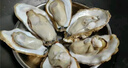 鲜京采 鲜活生蚝5XL 净重5斤 9-12只 鲜活到家 生鲜海鲜 源头直发 实拍图