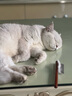 皇家室内成猫粮 I27 通用粮 12月以上 2KG 实拍图
