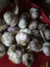 【营田半亩】蒜干蒜头蒜大蒜紫白皮大蒜当季蔬菜0.5-5斤 2斤带箱重【果径4.5-5cm】大果 实拍图