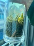 文新绿茶2025新茶好茶好喝信阳毛尖特级200g明前罐装 实拍图