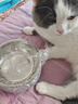 HELLOJOY不锈钢宠物食盆狗碗猫狗碗食盆水粮两用宠物碗喂食器 灰色 实拍图