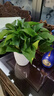 双盟绿萝盆栽除甲醛花卉绿植办公室新房净化空气180加仑1盆装源头直发 实拍图