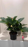 寄春JICHUN荷兰进口宝莲灯花盆栽带花苞办公室内圆叶高档名贵花卉绿植 圆叶宝莲灯(亚米加仑盆)带3个花苞发货 晒单实拍图