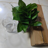 特价绿萝盆栽室内客厅办公室吸甲醛净化空气水培植物绿植花卉好养 【1盆】绿萝+早安吸水盆 整体含盆高度20-25cm 实拍图
