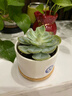 绿荫巷子多肉植物组合套餐肉肉室内植物办公室电脑桌面盆栽好养活小盆栽 【蓝石莲】精养大颗 含瓷盆+托 实拍图