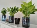 绿有意绿植盆栽多肉花卉盆栽植物室内桌面水培绿植办公室客厅植物懒人 5盆自选】植物和盆颜色请备注 实拍图