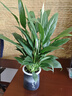 【热销款】白掌一帆风顺盆栽水培植物室内花绿植红掌发财树吸甲醛 【店主推荐】特级白掌6-8株带花+早安盆+营养液 实拍图
