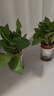 特价绿萝盆栽室内客厅办公室吸甲醛净化空气水培植物绿植花卉好养 【1盆】绿萝+早安吸水盆 整体含盆高度20-25cm 实拍图