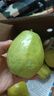 京觅福建红心芭乐 番石榴 应季 低糖孕妇水果 单果150g 净重3斤装 实拍图