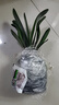 带盆带土6年大苗绿植盆栽室内精品花卉君子兰花苗花卉室内花卉鲜花花卉室内盆景盆栽绿植君子兰苗素颜 短叶和尚8-10片带盆带土 实拍图