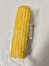 十月稻田 黄糯玉米 3.52斤(220g*8根) 25年新玉米 东北玉米 早餐 低脂粗粮 实拍图