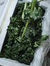 羽衣甘蓝新鲜生鲜蔬菜嫩叶甘兰芥蓝西餐沙拉榨汁减肥减脂 羽衣甘蓝减脂尝鲜装1斤 实拍图