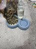 甜浪海猫碗双碗自动喂食器不锈钢狗盆幼猫吃饭喝水防打翻饮水机宠物食盆 实拍图