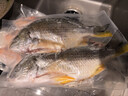 哆鲜生 活冻黄翅鱼 野外海捕黄鳍鲷黄脚立鱼 三去国产生鲜冷冻鱼类 2-3条/袋 净重400g 实拍图