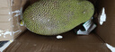 京鲜生 海南菠萝蜜整个 13-17斤 净重13斤生鲜水果 源头直发 实拍图