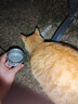 顽皮三文鱼猫罐头80g（汤汁型） 猫咪零食猫粮湿粮 实拍图