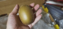 佳沛（zespri）新西兰  阳光金奇异果25-27粒原箱特大果单果约122-146g  猕猴桃 实拍图