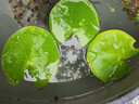 水培一叶莲浮萍迷你水草净化水质鱼缸造景睡莲花水生水养花卉植物 一叶莲 【5片装】尺寸8-11厘米 实拍图