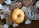 京鲜生 山东冰糖秋月梨净重8斤 单果300g+ 生鲜水果 源头直发 实拍图