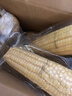 京鲜生东北白糯玉米330g*8根 甜黏玉米低脂早餐代餐粗粮真空装 源头直发 实拍图