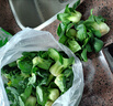 宁夏青菜新鲜蔬菜上海青供港小青仔软糯清甜小青菜小油菜矮脚青菜 3斤 晒单实拍图
