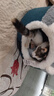 华元宠具（hoopet）猫窝封闭式四季通用猫房子猫床幼猫冬季保暖猫屋可拆洗垫子宠物窝 两用封闭式猫窝【垫子可拆洗】 M：50*50*H36cm(适用15斤内猫咪) 实拍图