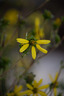 腾龙（Tamron）B061Z 18-300mm F/3.5-6.3 Di III-A VC VXD防抖远摄大变焦微单镜头旅游（尼康Z口） 实拍图