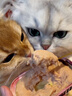 领先成猫尝鲜礼包主食级烘焙猫粮猫条餐盒汤包（新老款随机发货） 实拍图