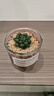 多肉植物仙人掌盆栽室内肉肉仙人球小盆栽开花可爱桌面绿植 宫灯玉露+玻璃盆+黄金砂+营养土 含盆 实拍图